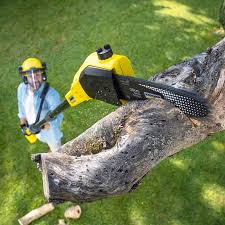 Why Choose Our Tree Removal Services in Vancouver, WA?