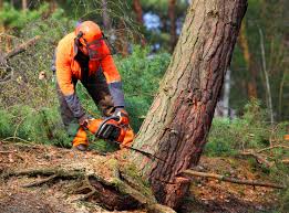 Best Tree Maintenance Programs  in Vancouver, WA