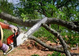 Best Tree Trimming and Pruning  in Vancouver, WA