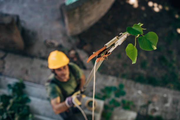 Best Leaf Removal  in Vancouver, WA