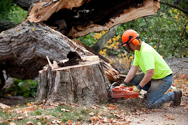 Professional  Tree Services in Vancouver, WA